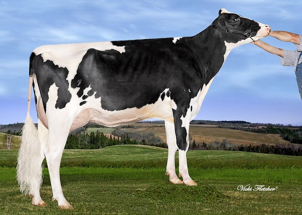 Amities Ashlar Lautallay GP-83 2Yr