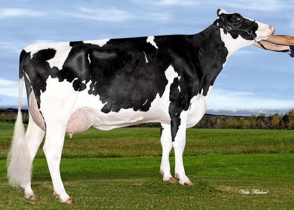 Amities Dempsey Briza VG-88 (MS:89)