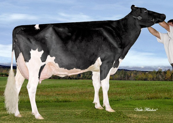 Amities Goldwyn Laurence EX 3E 5*