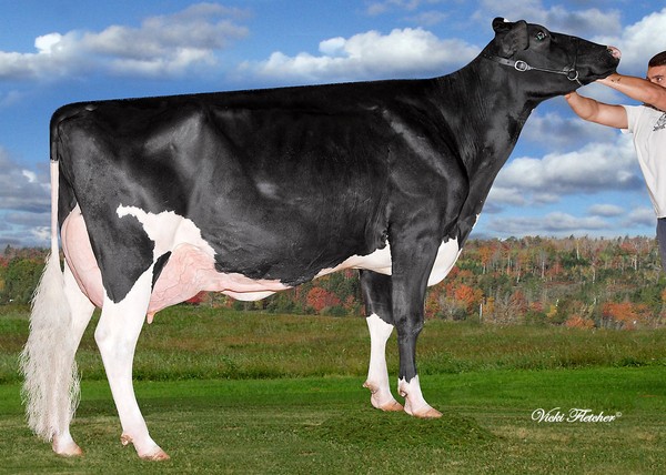 Lover