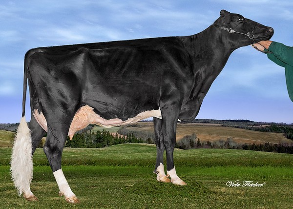 Amities Jasper Lauriane VG-86
