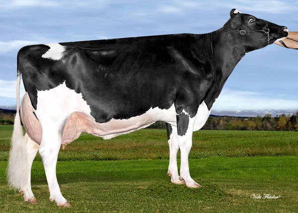 Amities Man O Man Lover Sexy VG-87