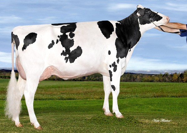 Amities McCutchen Minny GP-84 2Yr (MS:86)