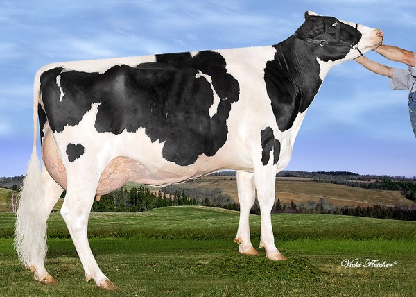 Amities Planet Lovergirls VG-86 2Yr