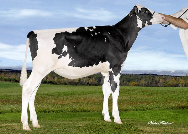 Amities Shottle Lotamie