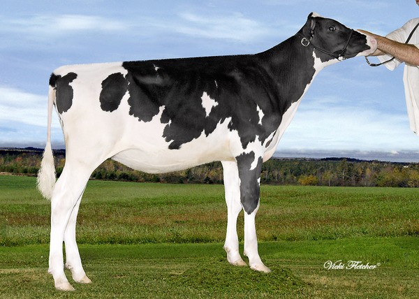 Amities Shottle Lotus VG 2Yr