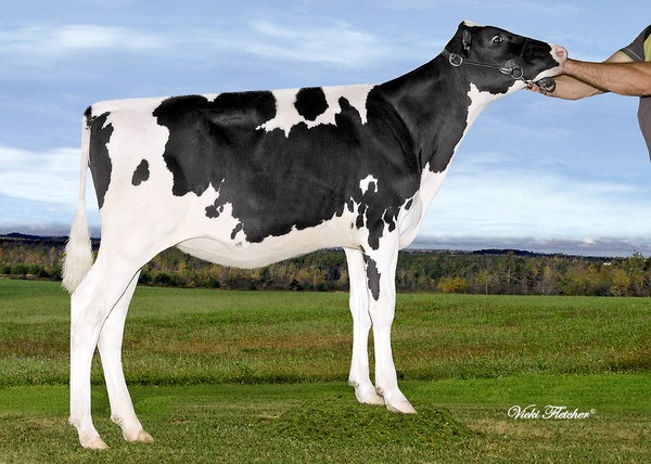 Amities Shottle Loutillia