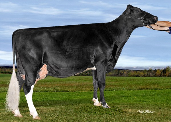Amities Sudan Lynn VG-87