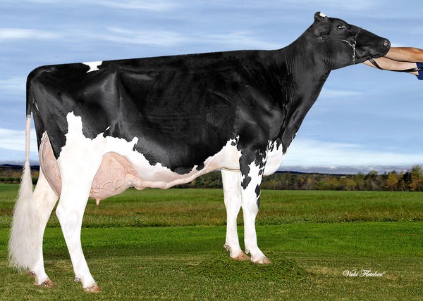 Amities Windbrook Laureat EX-92 (MS:93)