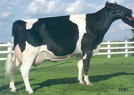 Comestar Model Lady VG-89 21*