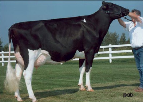 Comestar Model Mirka Stormatic VG 2Yr 2*