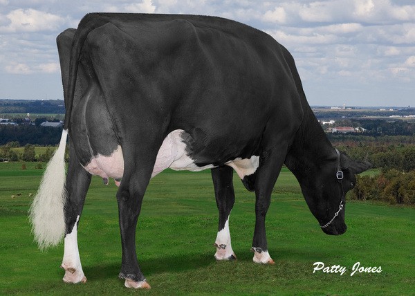 Comestar Lautelma Igniter VG-89 6*