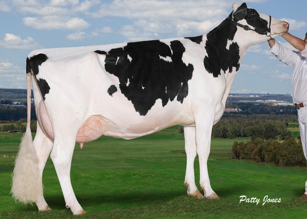 Comestar Model Mikey Laudan VG-87 1*