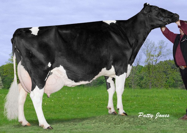 Oconnor TVF Rudolph Lilly VG-88 36*