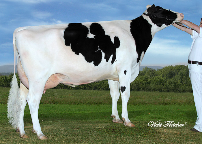 Amities Dundee Rosie VG 2Yr