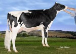 Amities Ashlar Lautallay GP-83 2Yr