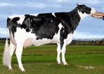 Amities Dempsey Briza VG-88 (MS:89)