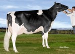 Amities Goldwyn Laurana GP-82 2Yr