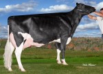 Amities Goldwyn Lover EX-91 13* (MS:92)