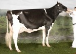 Amities Laurette Goldwyn VG-86 2Yr 2*