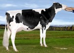 Amities Numero Uno Lausianne VG-88 (MS:90)