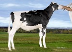 Amities Shottle Lotamie