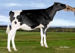 Amities Shottle Louange