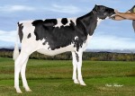 Amities Shottle Loutillia