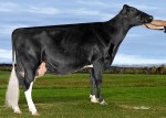 Amities Sudan Lynn VG-87