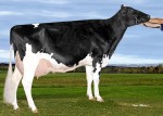 Amities Windbrook Laureat EX-92 (MS:93)