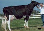 Comestar Model Mikey Laudan VG-87 1*