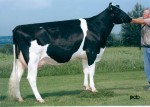 Crackholm Dixie VG 1*