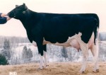 Crackholm Dixie VG 1*