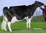 Oconnor TVF Rudolph Lilly VG-88 36*